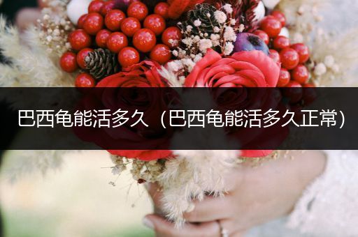 巴西龜能活多久（巴西龜能活多久正常）