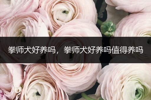 拳師犬好養(yǎng)嗎，拳師犬好養(yǎng)嗎值得養(yǎng)嗎