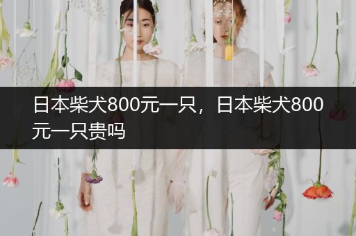 日本柴犬800元一只，日本柴犬800元一只貴嗎
