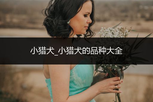 小獵犬_小獵犬的品種大全