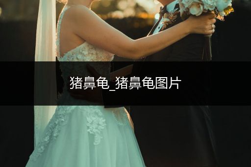 豬鼻龜_豬鼻龜圖片