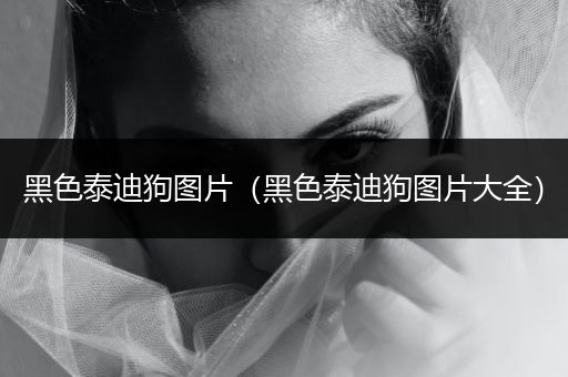 黑色泰迪狗圖片（黑色泰迪狗圖片大全）