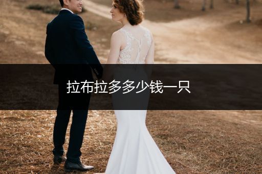 拉布拉多多少錢一只 