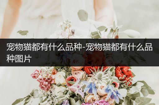 寵物貓都有什么品種-寵物貓都有什么品種圖片