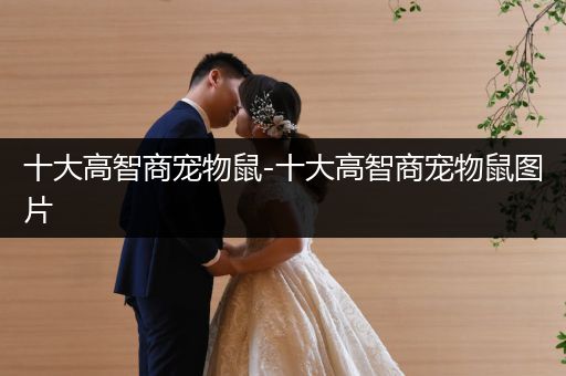 十大高智商寵物鼠-十大高智商寵物鼠圖片