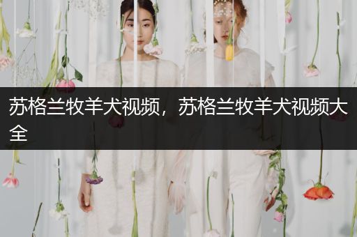 蘇格蘭牧羊犬視頻，蘇格蘭牧羊犬視頻大全