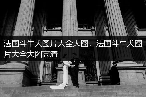 法國(guó)斗牛犬圖片大全大圖，法國(guó)斗牛犬圖片大全大圖高清