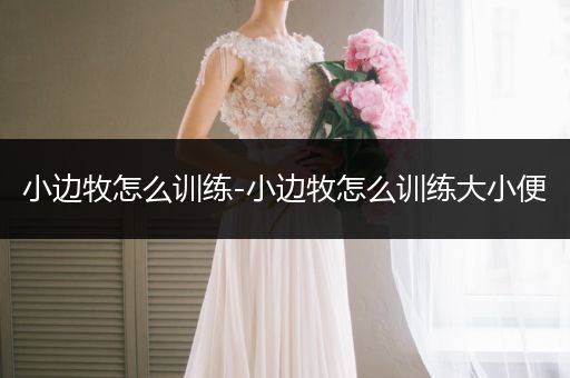 小邊牧怎么訓練-小邊牧怎么訓練大小便