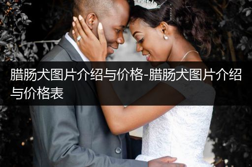 臘腸犬圖片介紹與價格-臘腸犬圖片介紹與價格表