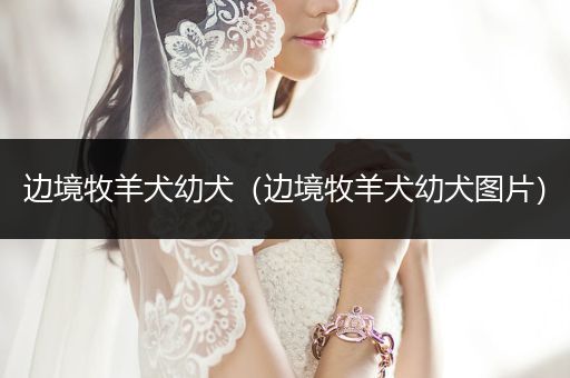 邊境牧羊犬幼犬（邊境牧羊犬幼犬圖片）