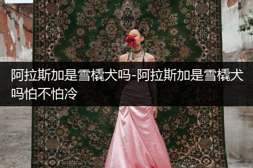 阿拉斯加是雪橇犬嗎-阿拉斯加是雪橇犬嗎怕不怕冷