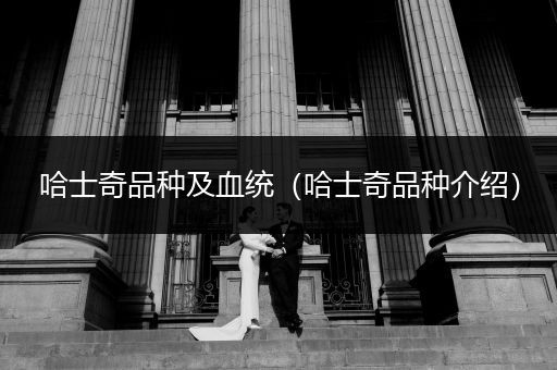 哈士奇品種及血統(tǒng)（哈士奇品種介紹）