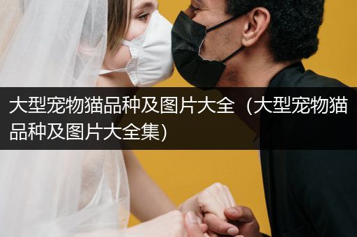 大型寵物貓品種及圖片大全（大型寵物貓品種及圖片大全集）