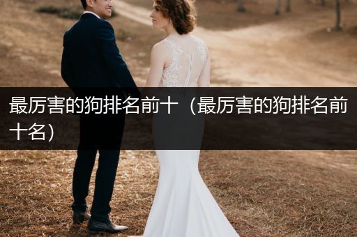 最厲害的狗排名前十（最厲害的狗排名前十名）