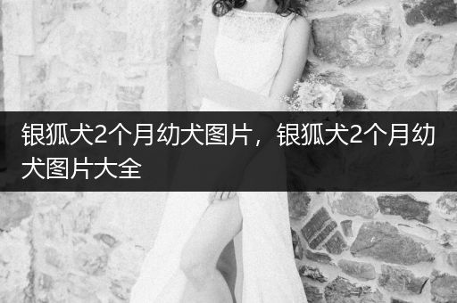 銀狐犬2個月幼犬圖片，銀狐犬2個月幼犬圖片大全