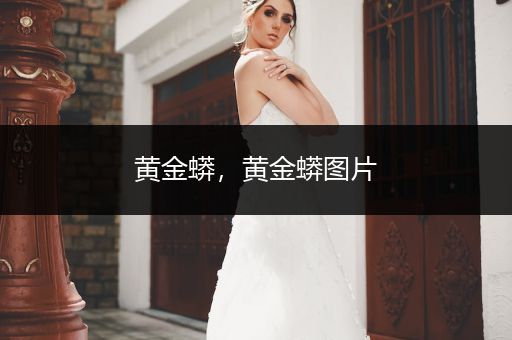 黃金蟒，黃金蟒圖片