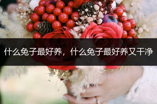 什么兔子最好養(yǎng)，什么兔子最好養(yǎng)又干凈