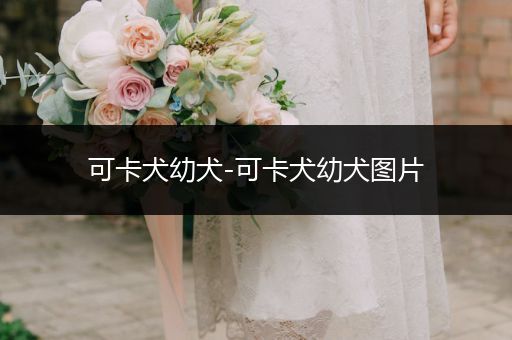 可卡犬幼犬-可卡犬幼犬圖片