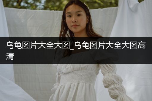 烏龜圖片大全大圖_烏龜圖片大全大圖高清