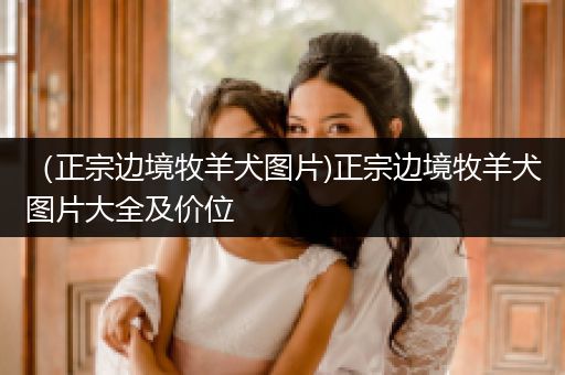 （正宗邊境牧羊犬圖片)正宗邊境牧羊犬圖片大全及價位