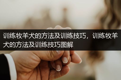 訓(xùn)練牧羊犬的方法及訓(xùn)練技巧，訓(xùn)練牧羊犬的方法及訓(xùn)練技巧圖解