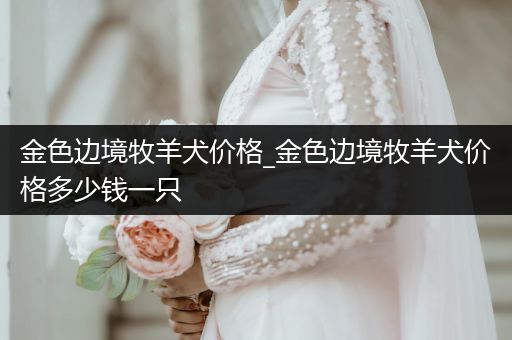 金色邊境牧羊犬價(jià)格_金色邊境牧羊犬價(jià)格多少錢一只