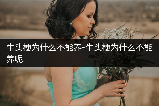牛頭梗為什么不能養(yǎng)-牛頭梗為什么不能養(yǎng)呢