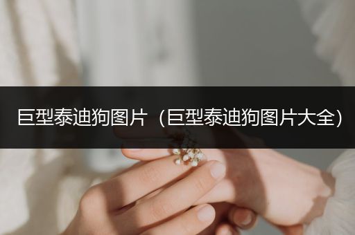 巨型泰迪狗圖片（巨型泰迪狗圖片大全）