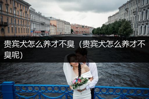 貴賓犬怎么養(yǎng)才不臭（貴賓犬怎么養(yǎng)才不臭呢）