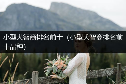 小型犬智商排名前十（小型犬智商排名前十品種）