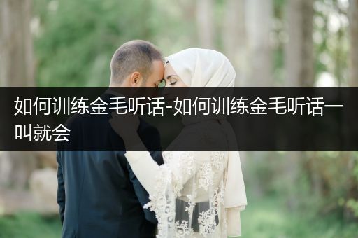 如何訓(xùn)練金毛聽話-如何訓(xùn)練金毛聽話一叫就會(huì)