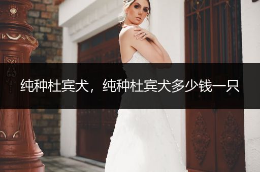 純種杜賓犬，純種杜賓犬多少錢一只