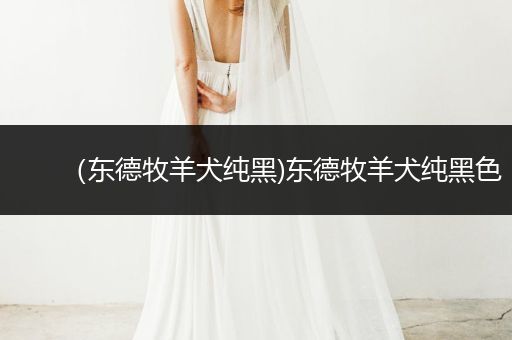 （東德牧羊犬純黑)東德牧羊犬純黑色