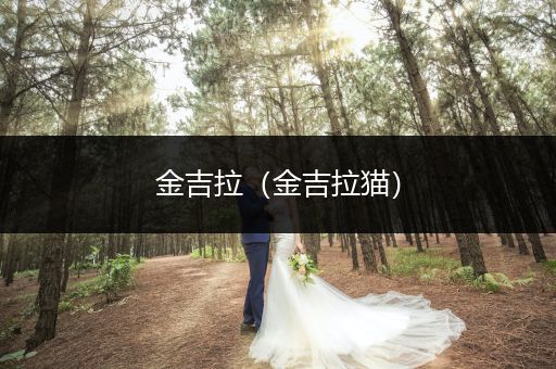 金吉拉（金吉拉貓）
