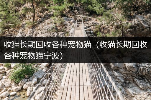 收貓長期回收各種寵物貓（收貓長期回收各種寵物貓寧波）