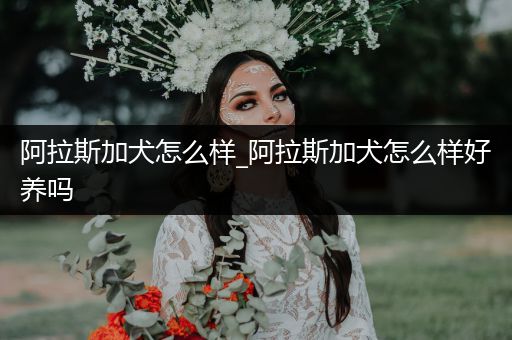 阿拉斯加犬怎么樣_阿拉斯加犬怎么樣好養(yǎng)嗎