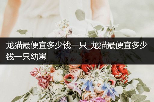 龍貓最便宜多少錢一只_龍貓最便宜多少錢一只幼崽