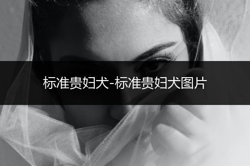 標(biāo)準(zhǔn)貴婦犬-標(biāo)準(zhǔn)貴婦犬圖片