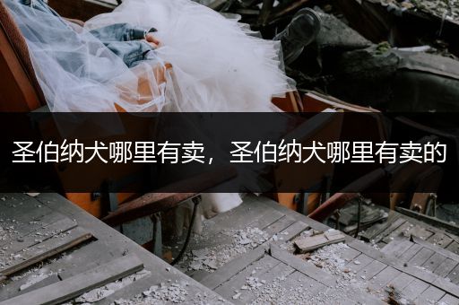 圣伯納犬哪里有賣，圣伯納犬哪里有賣的