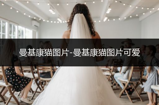 曼基康貓圖片-曼基康貓圖片可愛(ài)