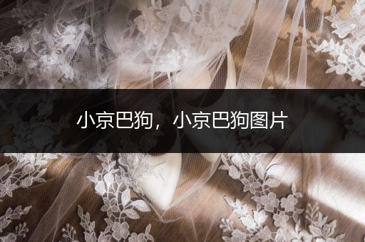 小京巴狗，小京巴狗圖片