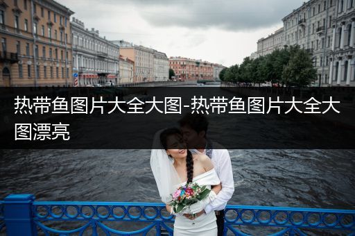 熱帶魚圖片大全大圖-熱帶魚圖片大全大圖漂亮