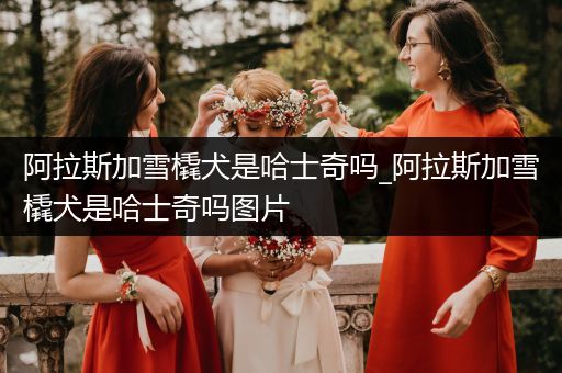 阿拉斯加雪橇犬是哈士奇嗎_阿拉斯加雪橇犬是哈士奇嗎圖片