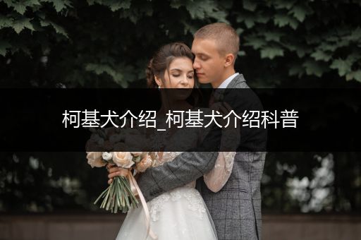 柯基犬介紹_柯基犬介紹科普