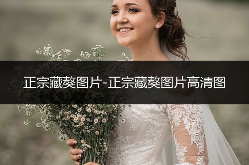 正宗藏獒圖片-正宗藏獒圖片高清圖