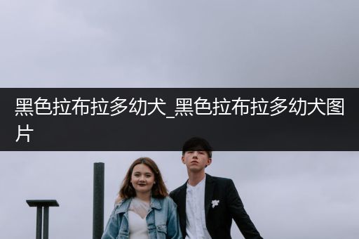 黑色拉布拉多幼犬_黑色拉布拉多幼犬圖片