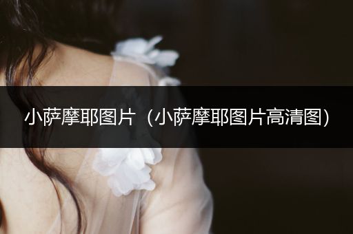 小薩摩耶圖片（小薩摩耶圖片高清圖）