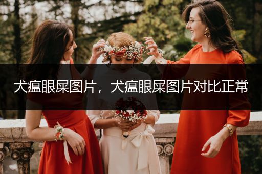 犬瘟眼屎圖片，犬瘟眼屎圖片對比正常