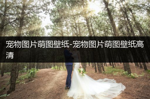 寵物圖片萌圖壁紙-寵物圖片萌圖壁紙高清