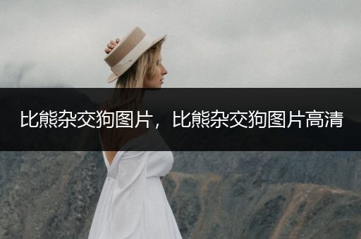 比熊雜交狗圖片，比熊雜交狗圖片高清